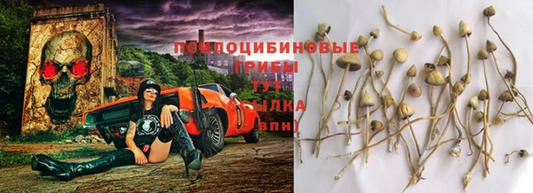 прущие грибы Верея